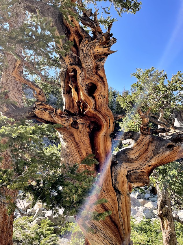 Bristlecone pine at Great Basin National Park